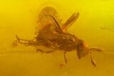 Two Fossil Beetles (Coleoptera) & Two Flies (Diptera) In Baltic Amber #159825-3
